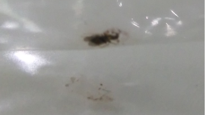 厂房蚊虫问题一定要治根，你有好办法吗？跟我学吧！！！